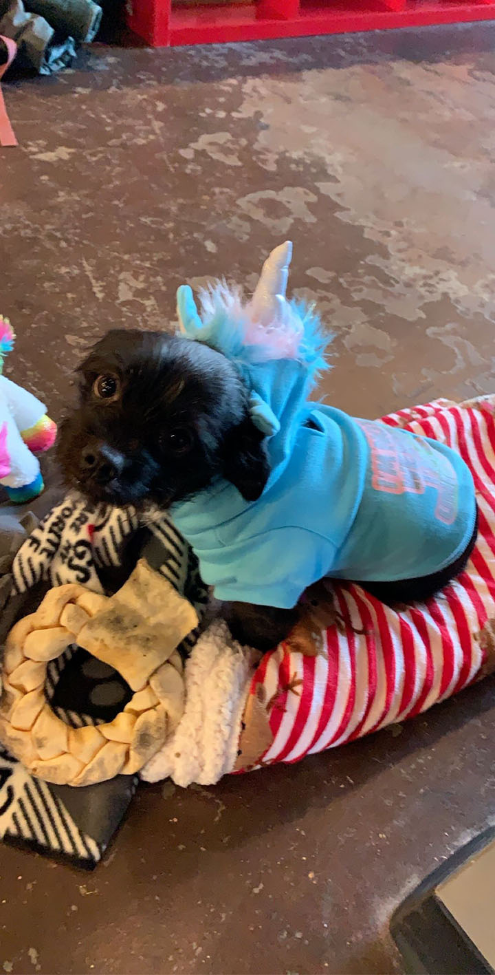 dog in unicorn outfit